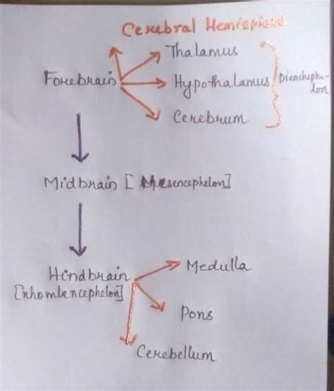 Flow Chart On Division Of Fore Brain Midbrain And Hind Brain