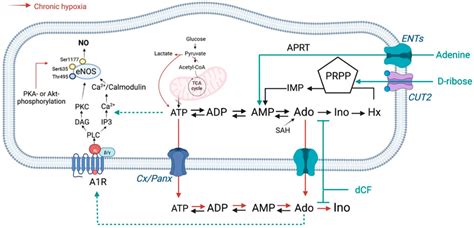 Pathways Of Nucleotide And Adenosine Metabolism In Endothelial Cells