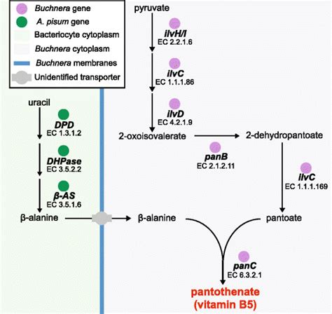 Pantothenate Vitamin B5 Biosynthesis In The A Pisum Buchnera Download Scientific Diagram