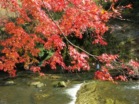 養老渓谷の紅葉2021年の見頃時期と見どころ！行き方や混雑情報！ くらディア