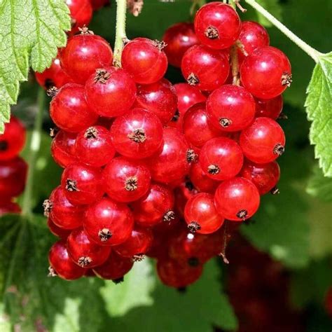 Смородина Ласуня: описание и характеристики сорта, отзывы, особенности ...