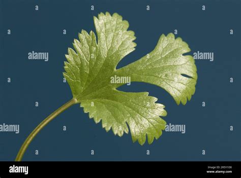 Coriander Coriandrum Sativum Leaf Stock Photo Alamy