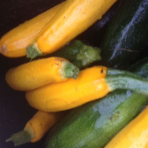 Zucchini Gold Grow Heirloom Seed