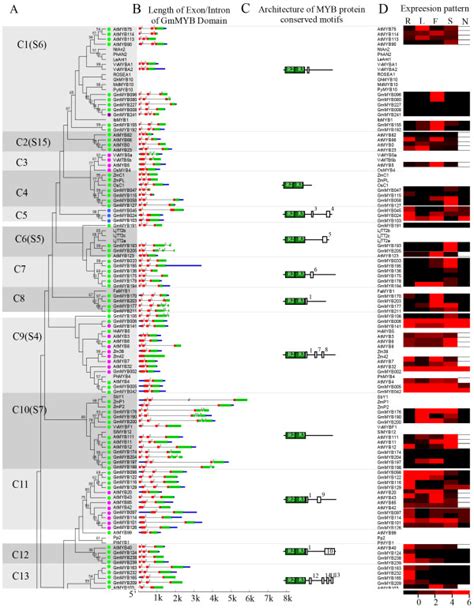 Phylogenetic Relationships And Subgroup Designations In MYB Proteins