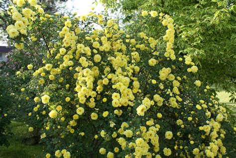 Rosa Foetida Persian Yellow Rose Photo