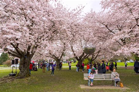 Photo Essay: Vancouver Cherry Blossom Festival | Vancouver Homes