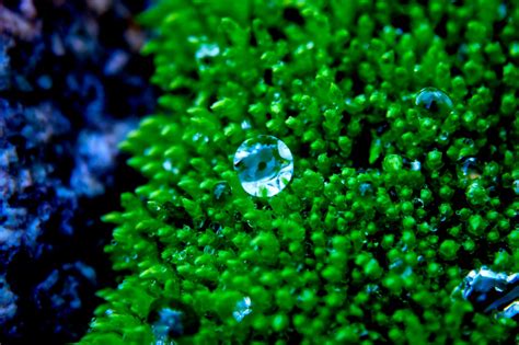 Fotos gratis agua naturaleza césped montaña planta hoja flor