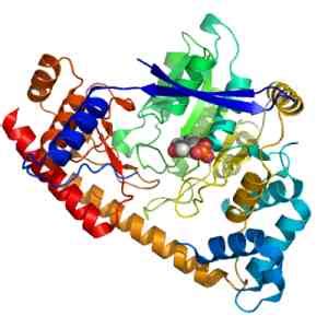 Alanine Aminotransferase: Low and High Levels - MedFriendly.com