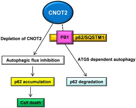 Schematic Illustration For The Correlation Between CNOT2 And P62 SQSTM1