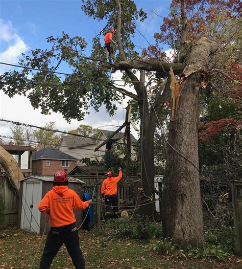 Giant Tree Felling Large Tree Fellers