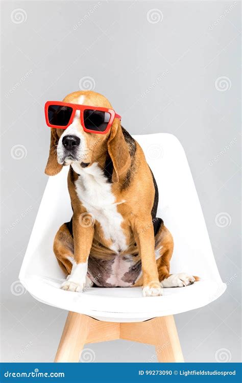 Funny Beagle Dog in Red Sunglasses Sitting on Chair Stock Photo - Image of furry, pedigreed ...