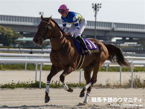 【2歳新馬・新潟5r】ワイドラトゥールが人気に応えて快勝｜競馬ニュース｜競馬予想のウマニティ