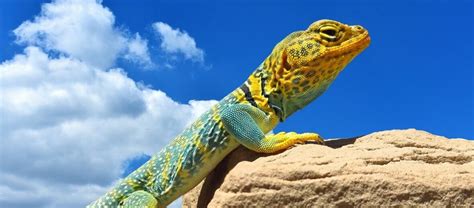 The Common Collared Lizard | Critter Science