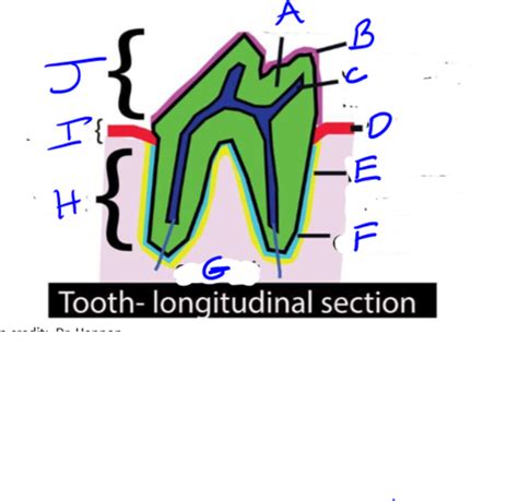 Tooth Anatomy Flashcards Quizlet