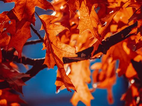 Autumn leaves Wallpaper 4K, Orange Leaf, Sunlight, Closeup