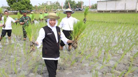 Mentan Amran Sulaiman Dorong Tanam Culik Di Tuban Untuk Percepatan