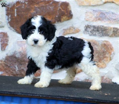 Springerdoodle Puppies for Sale | Greenfield Puppies