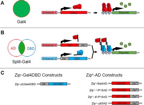 The Split Gal4 System A The Binary Gal4 Uas Expression System Can Be Download Scientific