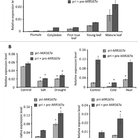 Differential Expression Of Mature MiR167a Under Different Developmental