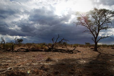 Landscape - Kalahari Desert