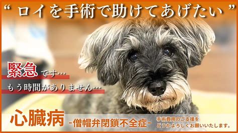 活動報告 心臓病【僧帽弁閉鎖不全症】の愛犬ロイを手術で助けてあげたい！（ロイばあば） クラウドファンディング Readyfor