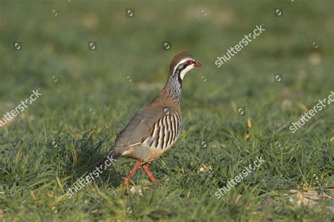 Redlegged Partridge Alectoris Rufa Adult Walking Editorial Stock Photo