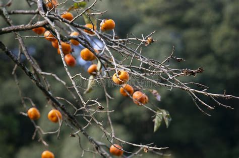 The Japanese Persimmon Treen Persimmon Diospyros Kaki Stock Photo