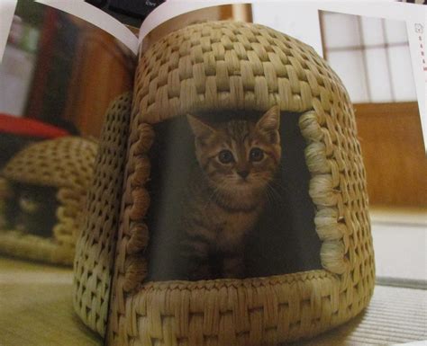 KoopaTV: Reviewing "Catland: The Soft Power of Cat Culture in Japan"