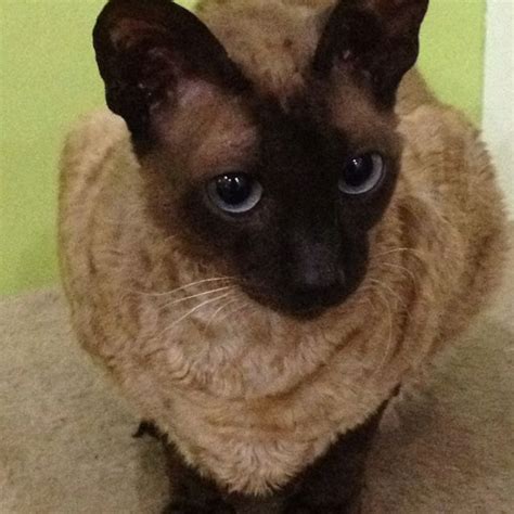 Seal Point Cornish Rex Devon Rex Cats Rex Cat Cats And Kittens