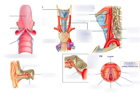 Diagram Of 6 Pharyngotympanic Tube Innervation Of The Larynx Blood