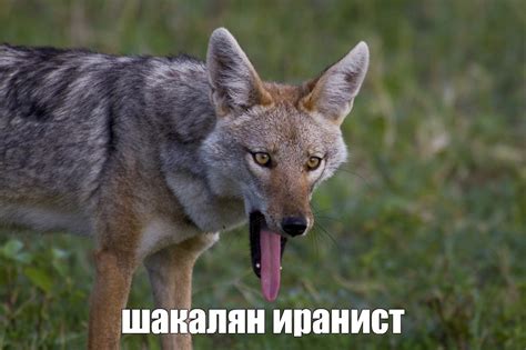 Создать мем "шакал в абхазии, фотография шакала, животное шакал ...