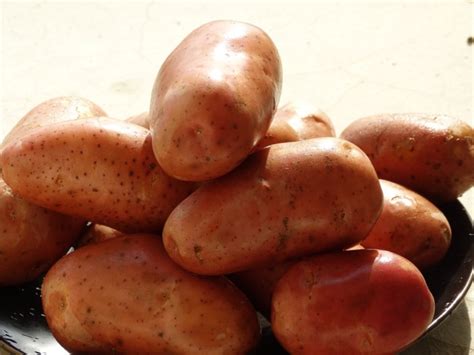 Red A Grade Gujarat Potato Lr Packaging Size 50 Kg At Rs 16kg In Ahmedabad