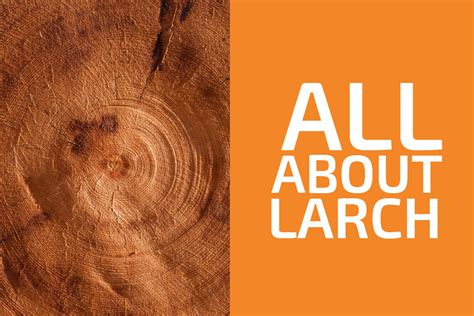 Is Larch A Hardwood Or A Softwood And Is It Strong Handymans World