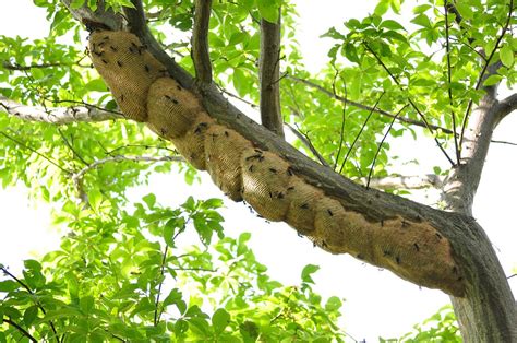 Synoeca Nest Biggest Wasp Nest I Ve Ever Seen From Anothe Flickr