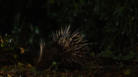 Malayan Porcupine Himalayan Large Hystrix Brachyura Stock Footage Video