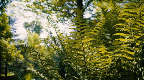 Member S Event Forest Bathing With Rise And Rewild Powderham Castle