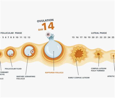 Ovulation: When do I Ovulate? 5 Signs | Always Kenya