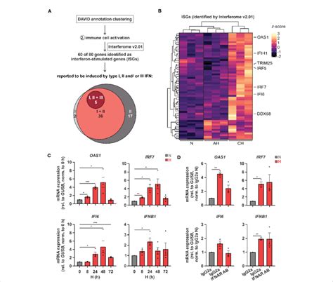 Hypoxia Increases Interferon IFN Signaling A IFN Stimulated Genes