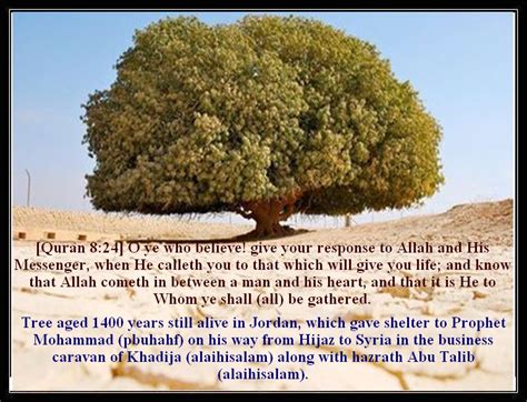 The Blessed Tree Of Jordan
