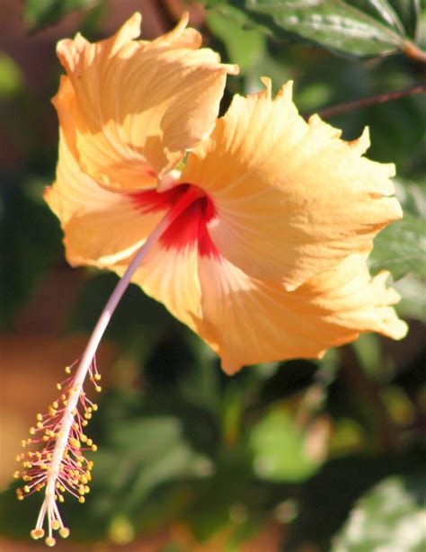 Spring Colour 2 Flowers In The Ras Al Khaimah Corniche Pa