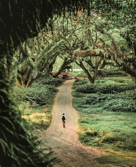 De Djawatan Forest Banyuwangi