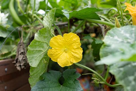 How to Grow and Care for Luffa