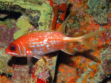 Longspine Squirrelfish Holocentrus Rufus Grand Cayman Photo 5