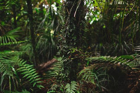 "Lush Ferns Growing In A Temperate Natural Forest" by Stocksy ...