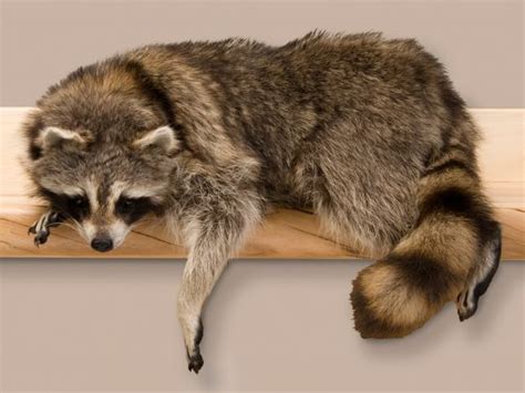 Laying Racoon Trophy Mount