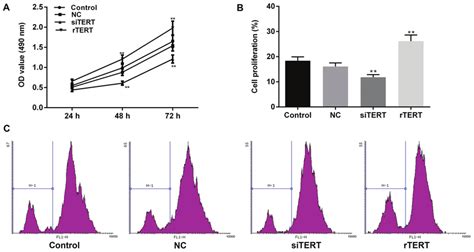 Tert Promoted The Cell Proliferation Of Mixed Ptc Cells A Mtt Assay