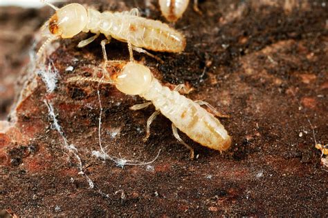 Es Posible Acabar Con Las Termitas EcoHabitar