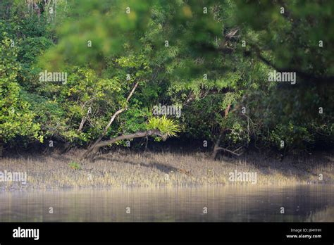 World Largest Mangrove Forest Sundarbans Famous For The Royal Bengal