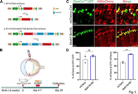 Frontiers Ectopic Insert Dependent Neuronal Expression Of Gfap