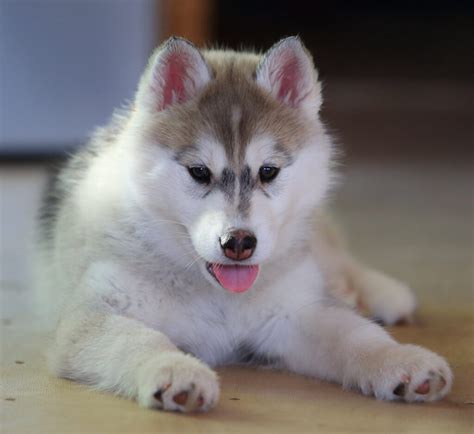 Siberian Husky Puppies – Dogs Jelena Dog Shows